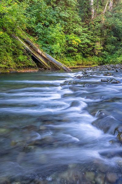 Jaynes Gallery 아티스트의 USA-Washington State-Olympic National Forest Rapids on Duckabush River작품입니다.